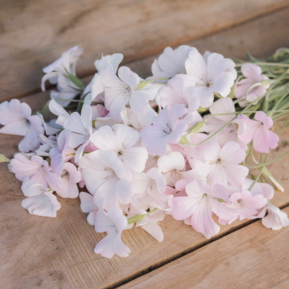 A cluster of pale pink and white agrostemma flowers with green stems arranged on a rustic wooden surface.