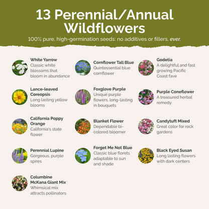 List of flower species and seeds included in the Wildflower Seed Mix.