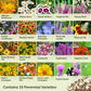 Graphic displaying the contents of all perennial wildflower mix