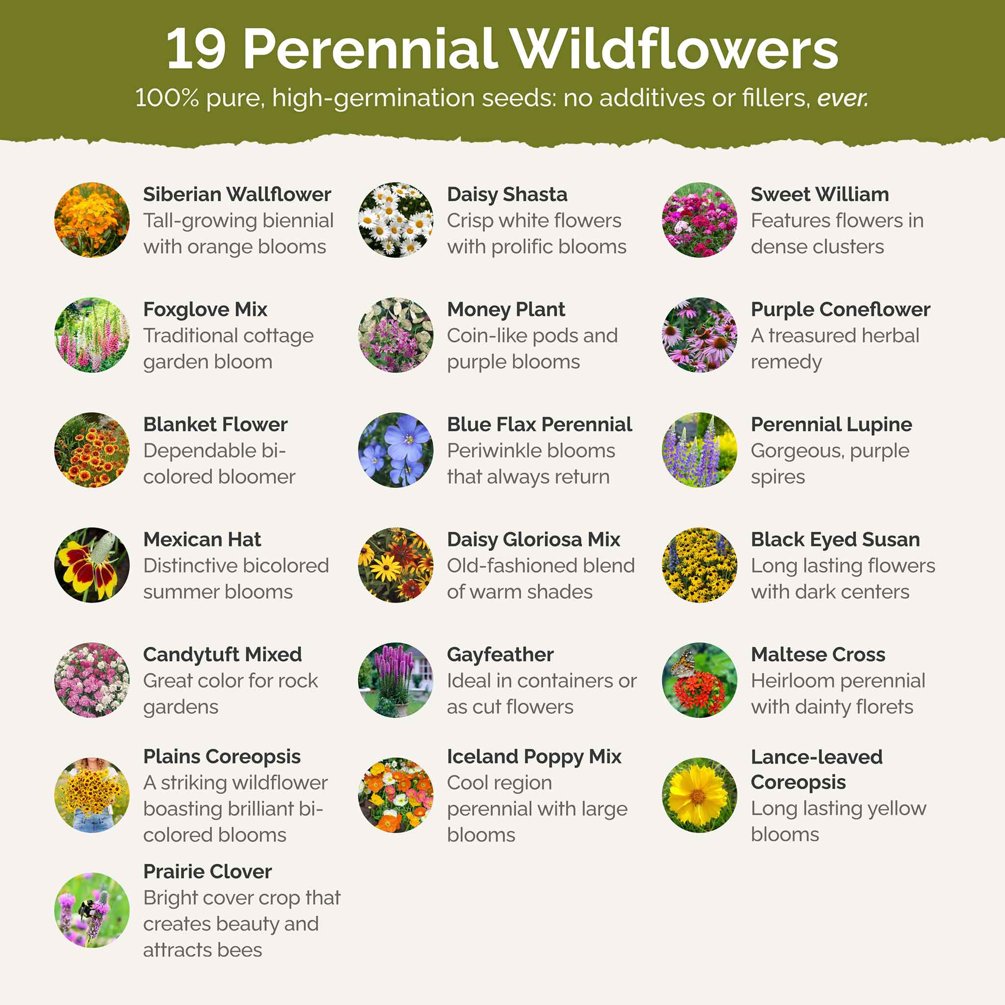 All Perennial Wildflower Seed Mix – Eden Brothers