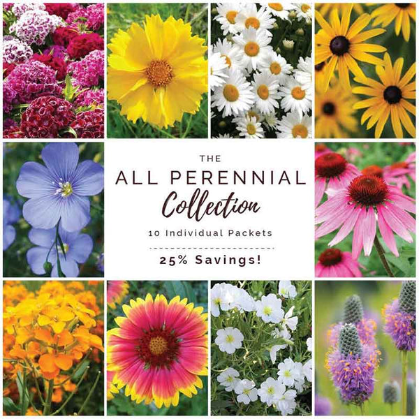 12 Top Midwest Perennial Flowers