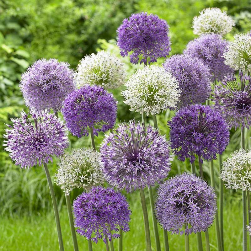 Allium Bulbs All One Mix