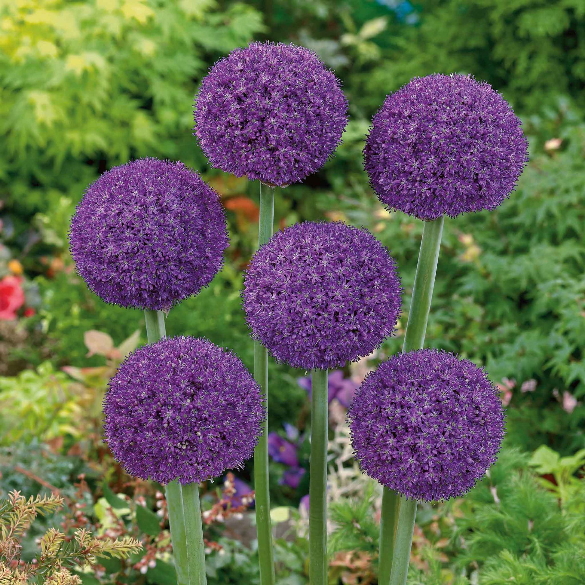 A vibrant purple Allium Ambassador flower head in full bloom against a soft, green background.