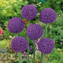 A vibrant purple Allium Ambassador flower head in full bloom against a soft, green background.