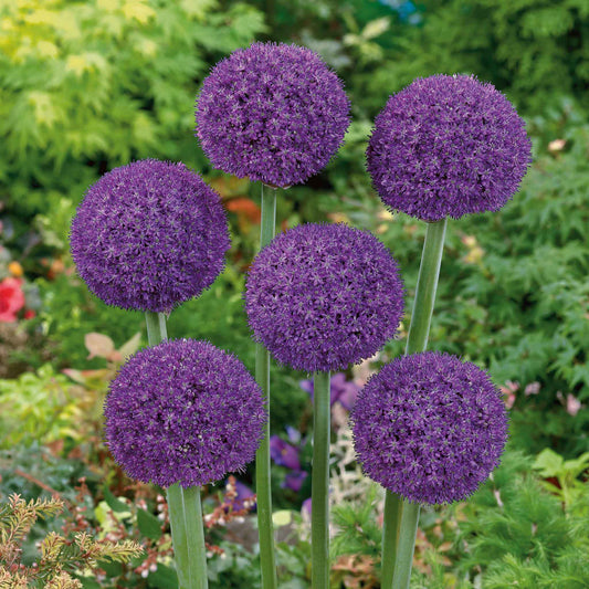 allium ambassador
