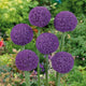 Allium Bulbs (Giant) - Ambassador