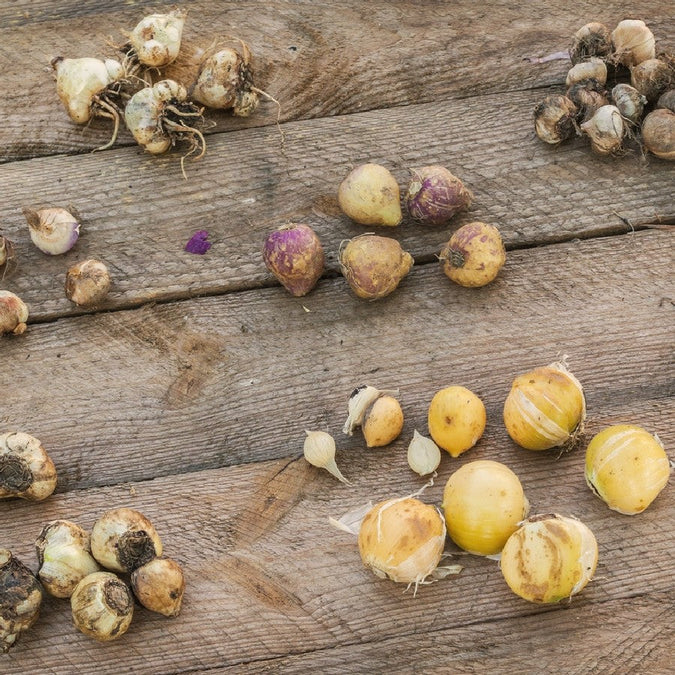 Allium Bulbs (Giant) - Gladiator