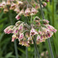 Pink and green allium bulgaricum flowers with a blurred green background