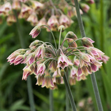 Pink and green allium bulgaricum flowers with a blurred green background