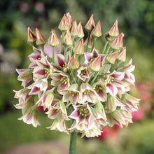Close-up of a cluster of pink and green allium bulgaricum flowers with blurred green background