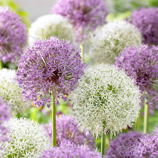 allium giant mix