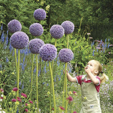 A vibrant, large purple globe-like allium giganteum stands tall against a blurred green background.