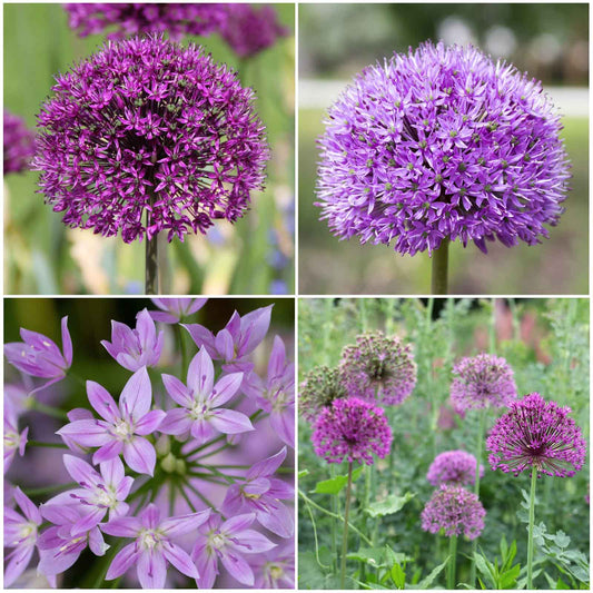 A close-up shot of several purple and white allium graceful mix flowers in full bloom.