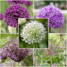 A vibrant bouquet of various allium flowers, including purple, pink, and white blossoms.