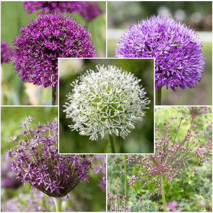 A vibrant bouquet of various allium flowers, including purple, pink, and white blossoms.