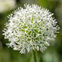 A vibrant whitye allium flower stands against a blurred green background.