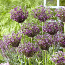 Purple miami allium flowers in a garden setting with green grass.