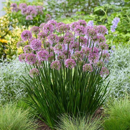 A small patch of purple Millenium Allium flowering bulbs with a blurred background.