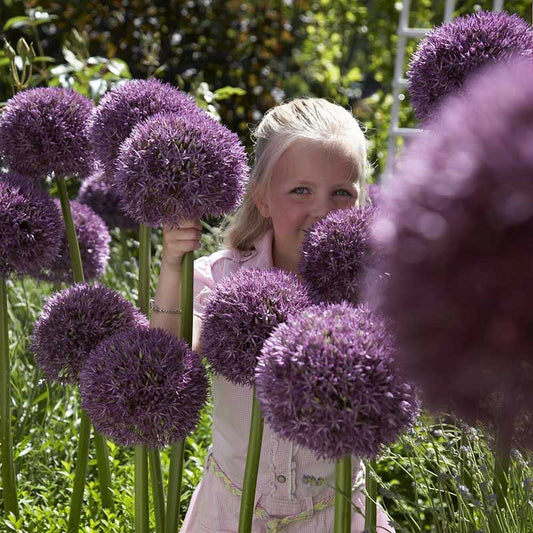 A vibrant purple Pinball Wizard allium in full bloom with a green background.