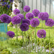 Allium Bulbs (Tall) - Purple Sensation