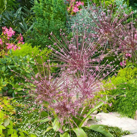 A vibrant purple Allium Schubertii flower with a long stem, set against a soft background. | copyright: Floramedia UK Ltd