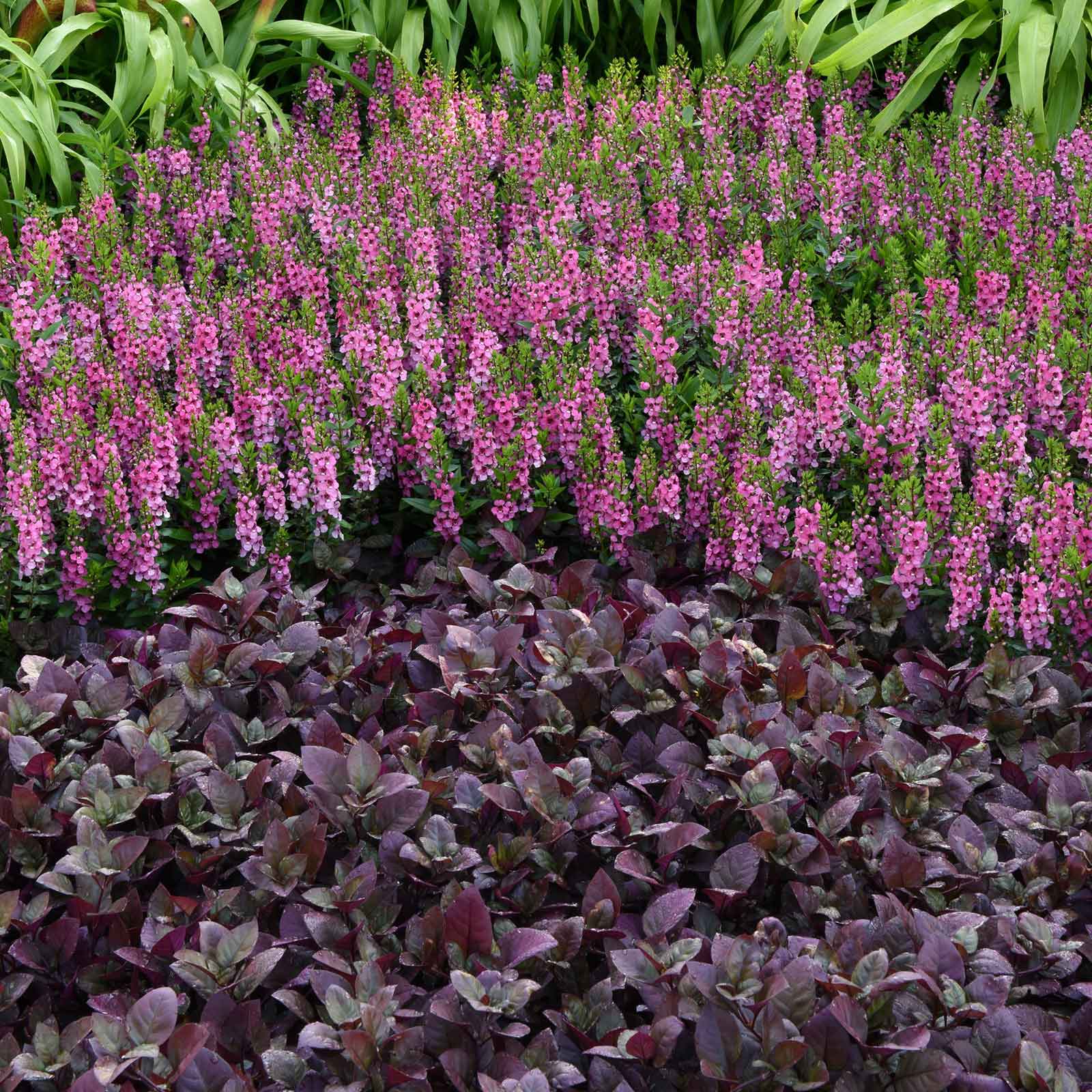 A alternathera 'purple prince' plant with dark leaves and small red flowers, suitable for gardens.
