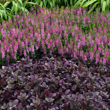 A alternathera 'purple prince' plant with dark leaves and small red flowers, suitable for gardens.