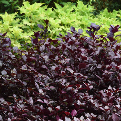 A close-up shot of an Alternanthera 'purple prince' plant with dark purple and green leaves.