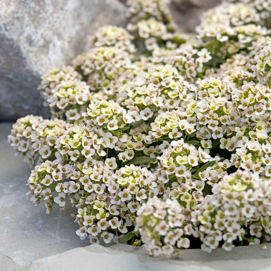 alyssum aphrodite apricot