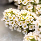 alyssum aphrodite apricot