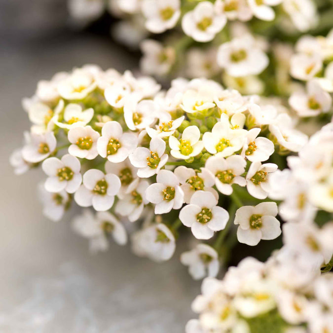 alyssum aphrodite apricot