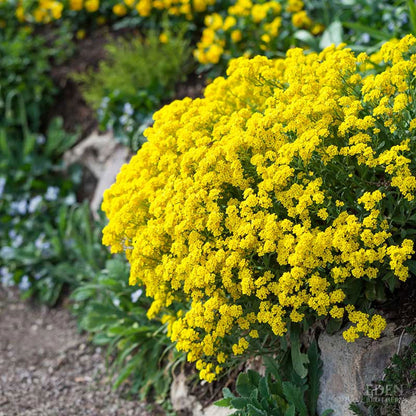 Yellow Basket of Gold alyssum flowers bloom densely, creating a vibrant carpet.