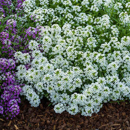 A close-up of vibrant white carpet of snow alyssum flowers, showcasing their delicate petals. | copyright: Floramedia UK Ltd