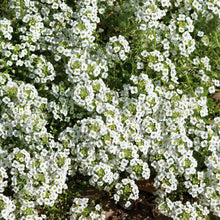 A close-up of vibrant white carpet of snow alyssum flowers, showcasing their delicate petals.