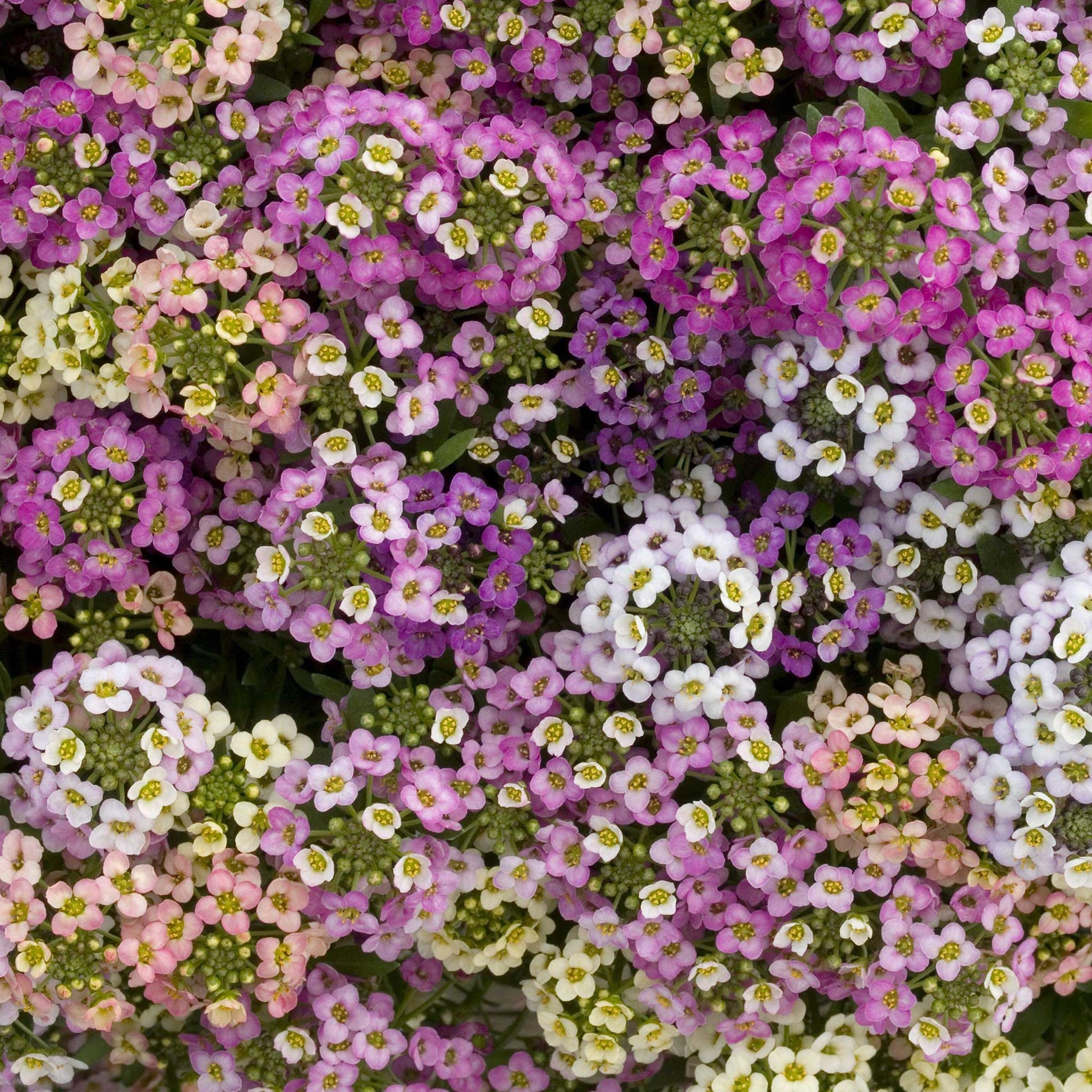 Alyssum Seeds for Planting - Clear Crystal Alyssum - 10 Seed Packet - Flower Gardening, Open Pollinated Alyssum Seeds for Planting - Clear Crystal Alyssum - 10 Seed Packet - Flower Gardening, Open Pollinated