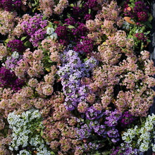 A close-up of vibrant yellow, purple, and white alyssum flowers blooming in a lush garden.