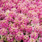 Rosie O'Day Alyssum