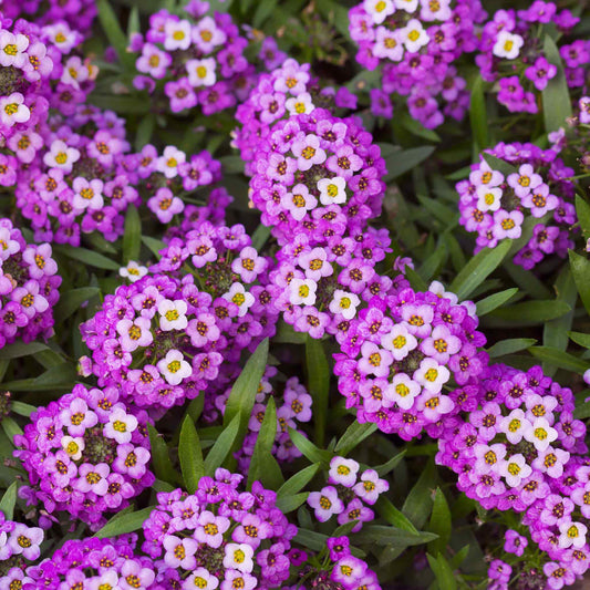 alyssum royal carpet