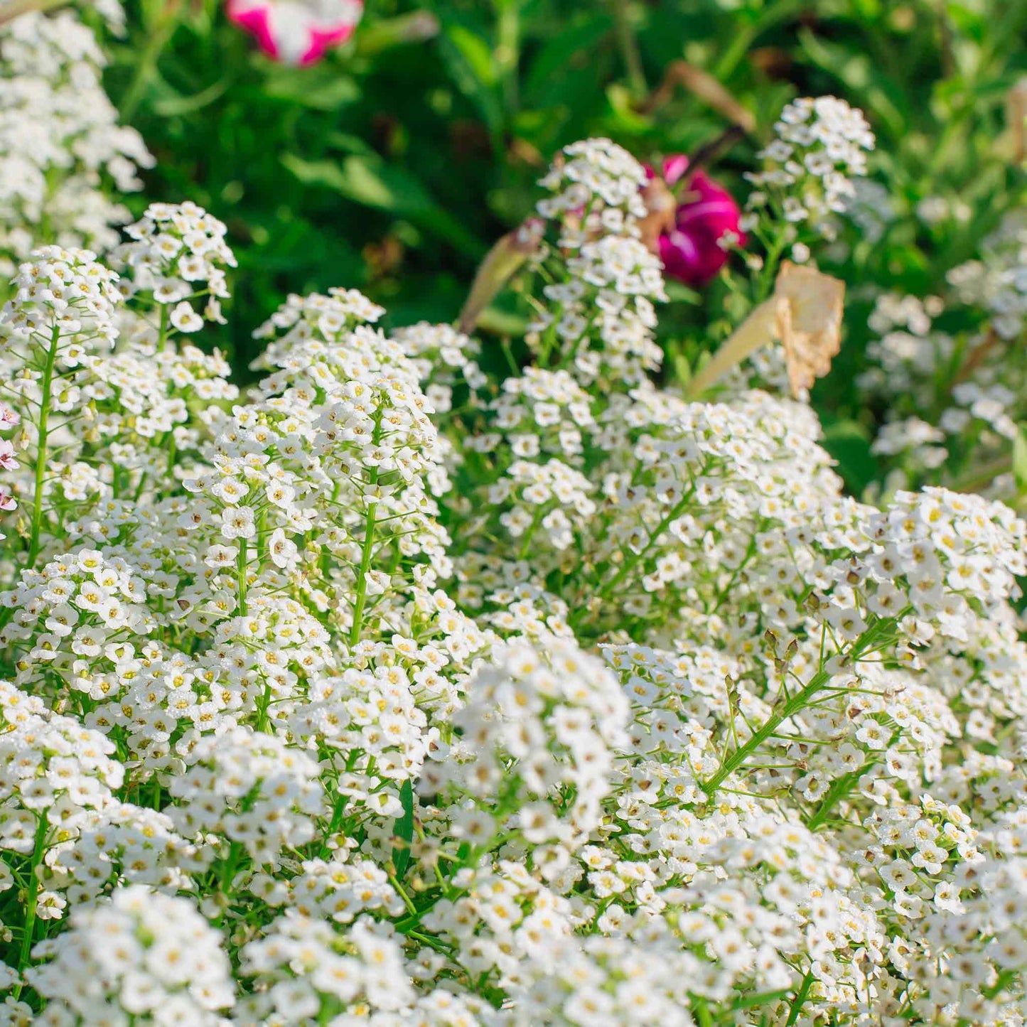 alyssum tall white