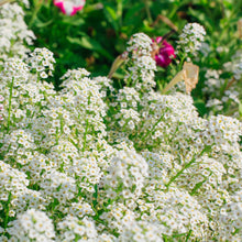 A vibrant close-up of a cluster of tall white alyssum flowers, showcasing their delicate petals.