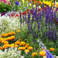 alyssum tall white