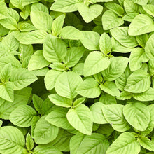 A lush cluster of green amaranth green callaloo leaves, against a blurred background.