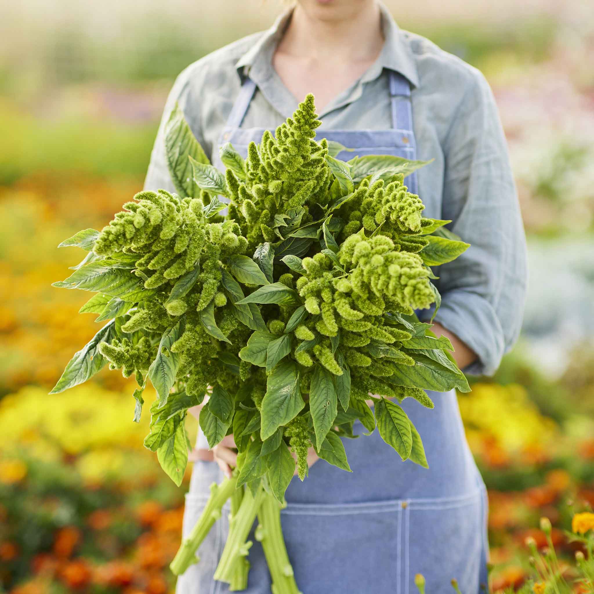 Amaranthus Seeds Thumb