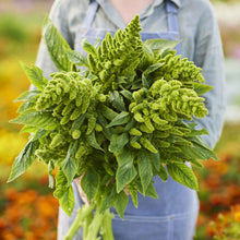 A lush, leafy green thumb amaranth plant with vibrant green foliage, held by a woman in a garden