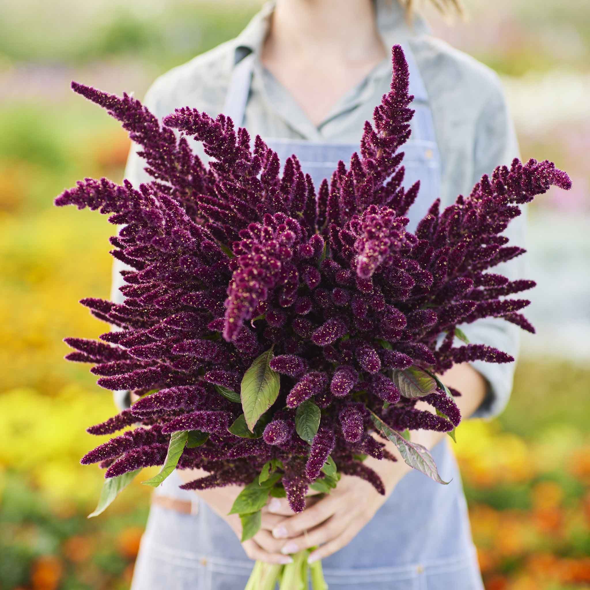 Amaranthus Seeds Pygmy Torch