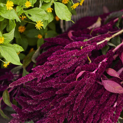 A close-up of a amaranth pygmys torch with its long, cascading crimson flower tassels.