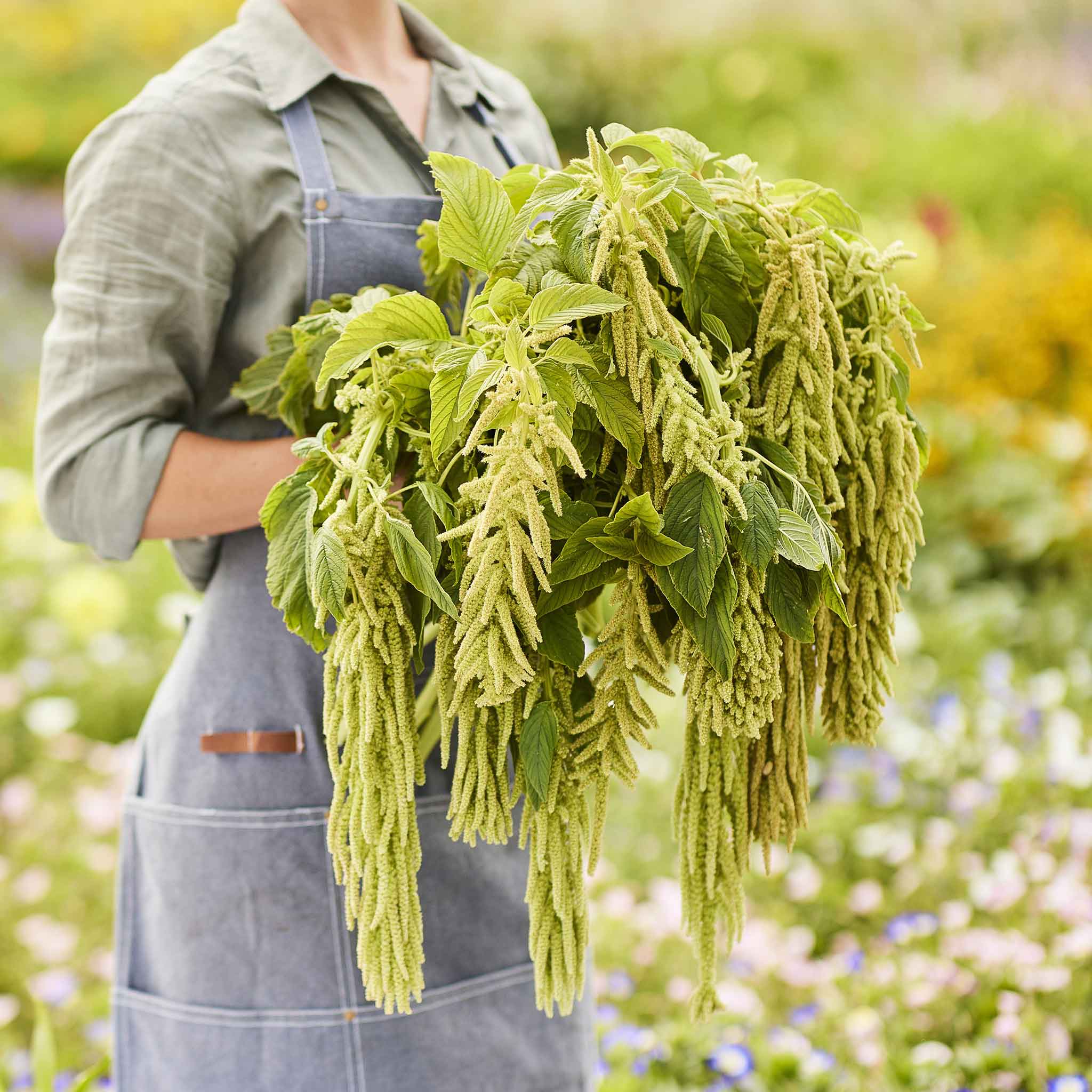 Amaranthus Seeds Viridis