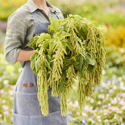 amaranth viridis