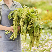 Close-up of vibrant green viridis amaranth leaves on a plant, showcasing their long green flowers