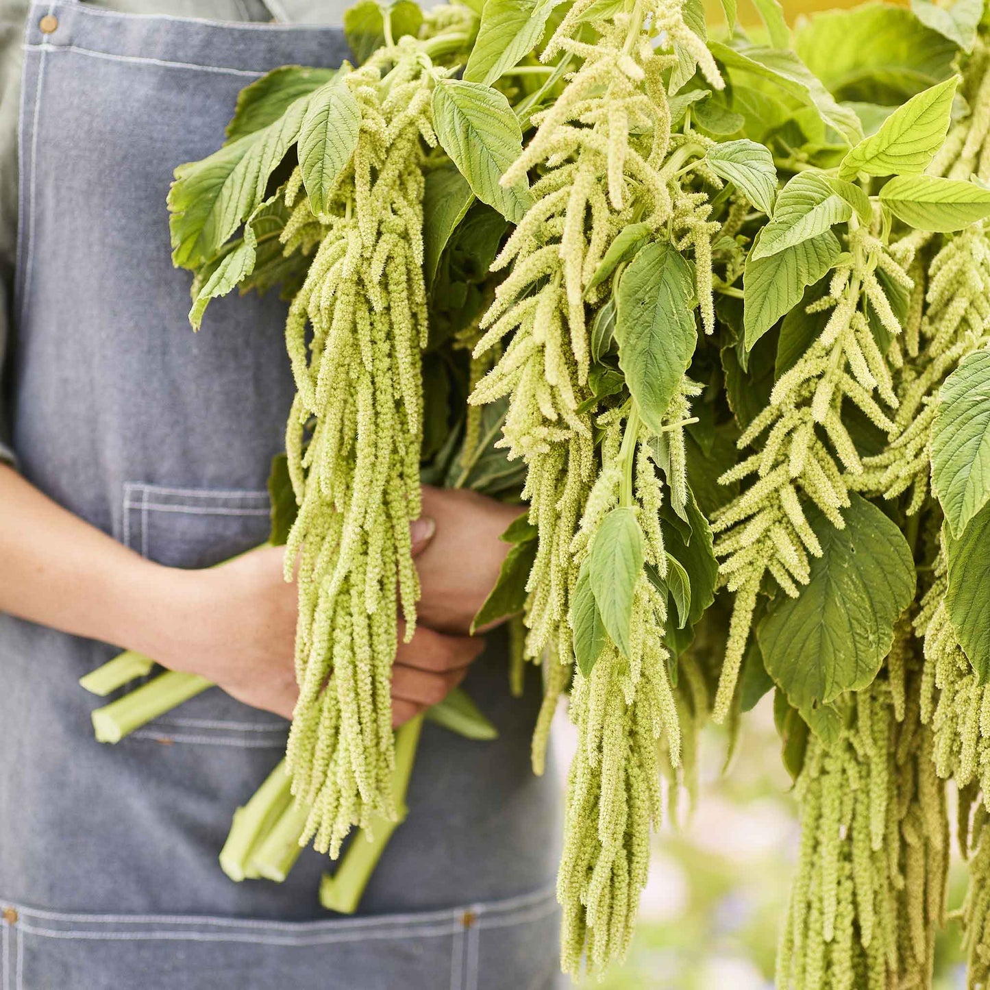 amaranth viridis